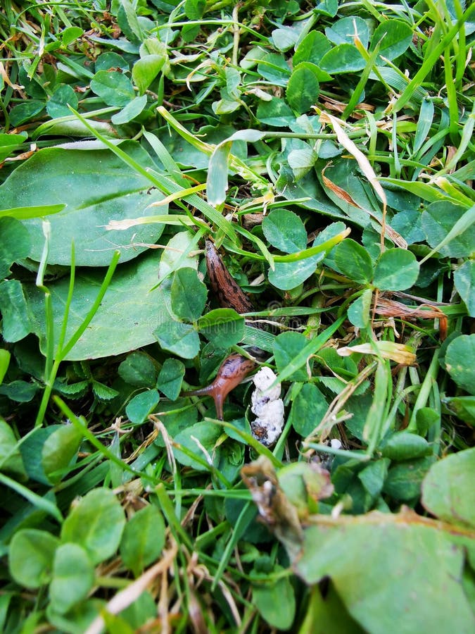 Slug Moving through the Clover Stock Image Image of brown, patterned 221443481