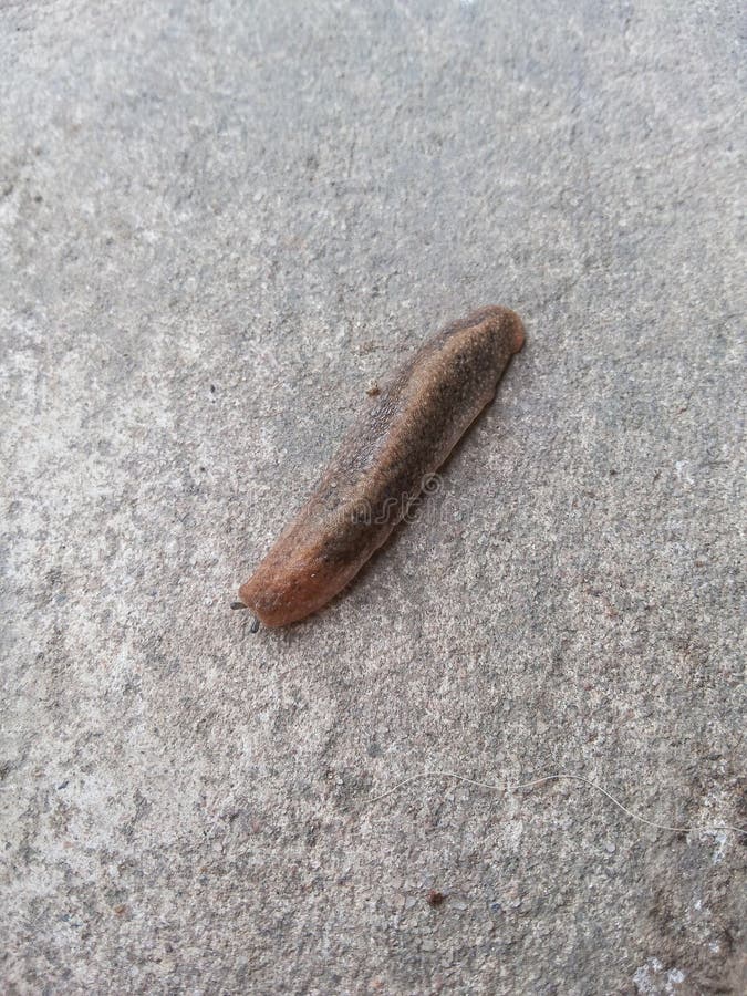 Slug royalty free stock images