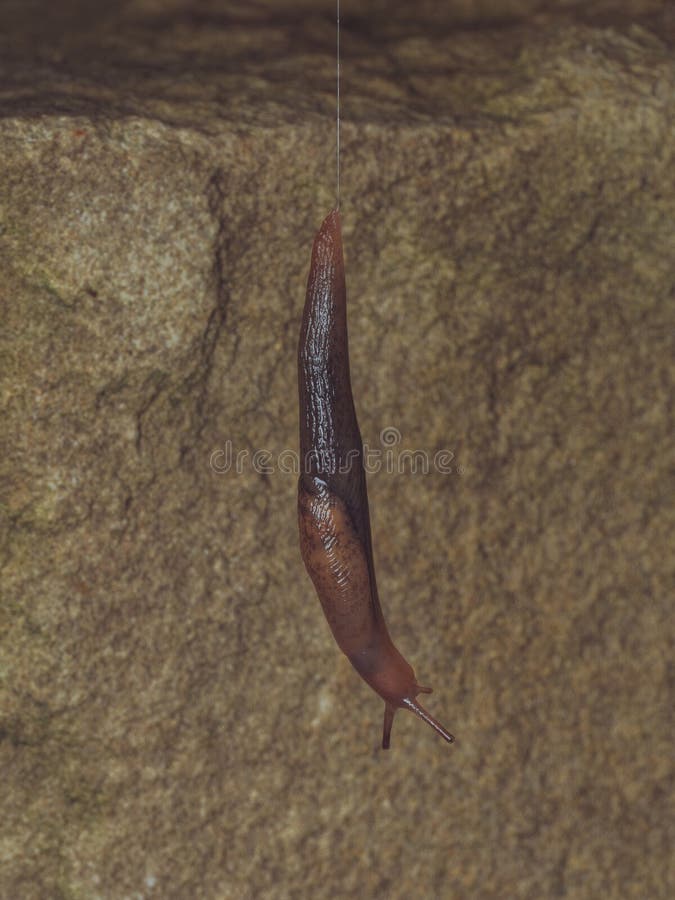 A slug using a silk thread to descend from a plant stock photos