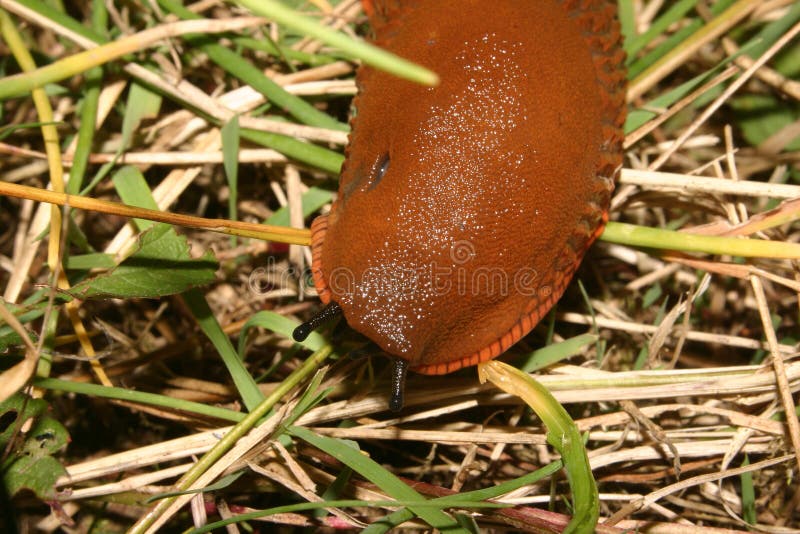 Slug vermelho (rufus do Arion) imagem de stock Slug vermelho (rufus do Arion) imagem de stock