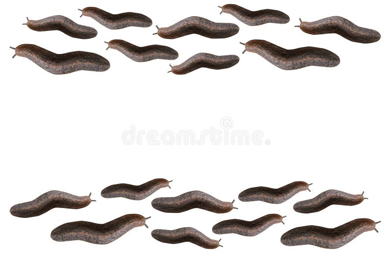 Slug on white background royalty free stock photo