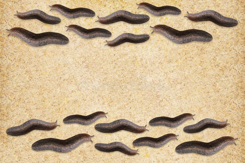 Slug on wood floor royalty free stock photography