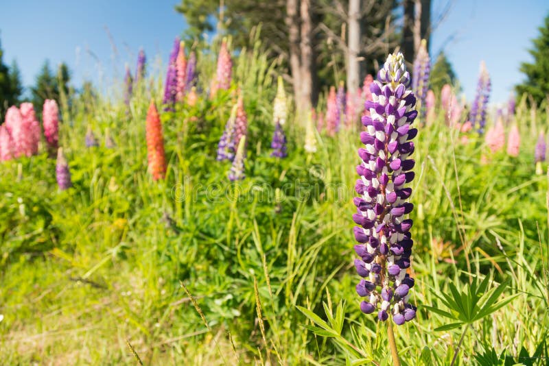 Sluit bloem van volledige bloei omhoog de purpere lupine royalty-vrije stock fotografie Sluit bloem van volledige bloei omhoog de purpere lupine royalty-vrije stock fotografie