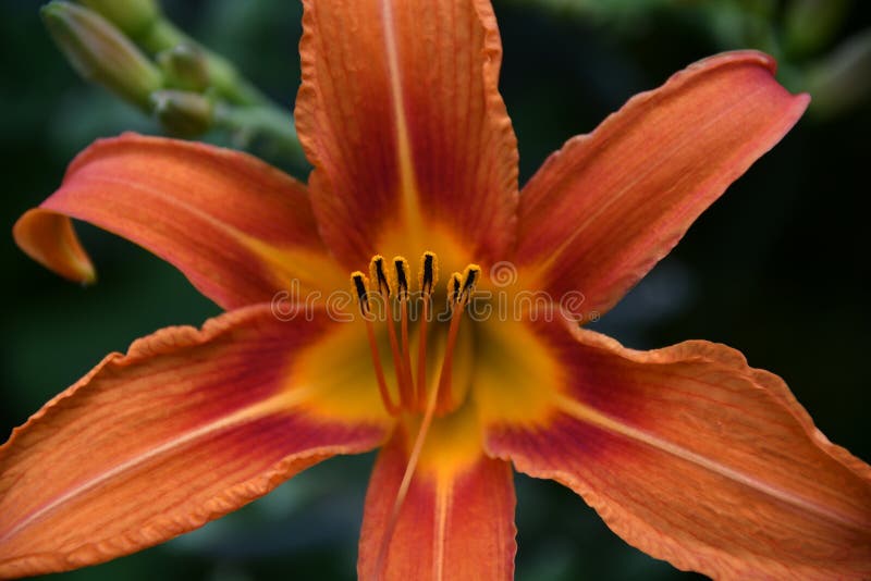 Sluit de foto van een oranje lelie. stock foto Sluit de foto van een oranje lelie. stock foto