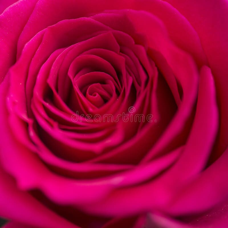 Sluit macro van mooie trillende rood steeg royalty-vrije stock foto's Sluit macro van mooie trillende rood steeg royalty-vrije stock foto's