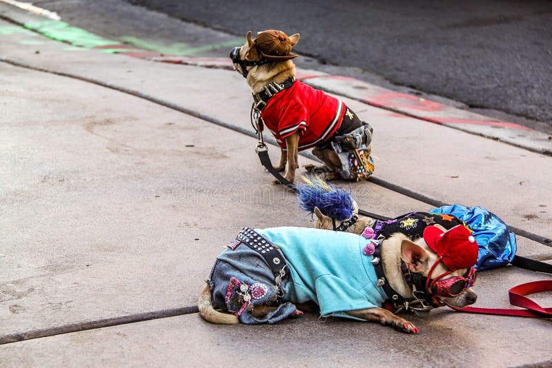 Sluit mening die van twee kleine leuke honden in kostuums op asfalt omhoog liggen Las Vegas De aardachtergrond van Nice stock fotografie Sluit mening die van twee kleine leuke honden in kostuums op asfalt omhoog liggen Las Vegas De aardachtergrond van Nice stock fotografie