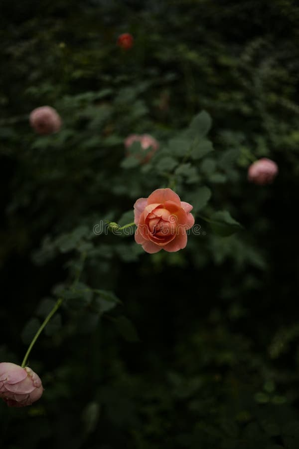 Sluit mooie oranje steeg royalty-vrije stock afbeeldingen Sluit mooie oranje steeg royalty-vrije stock afbeeldingen