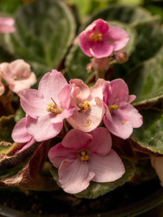 Sluit omhoog Afrikaanse Viooltje of Saintpaulia Mini Potted Plant Sele royalty-vrije stock afbeeldingen Sluit omhoog Afrikaanse Viooltje of Saintpaulia Mini Potted Plant Sele royalty-vrije stock afbeeldingen