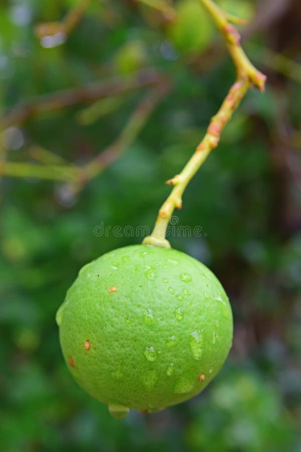 Close Up Image of Lime (in focus) growing from a tree in Rodrigues Island, Mauritius taken after heavy rain with water dews around the fruit. Close Up Image of Lime (in focus) growing from a tree in Rodrigues Island, Mauritius taken after heavy rain with water dews around the fruit.