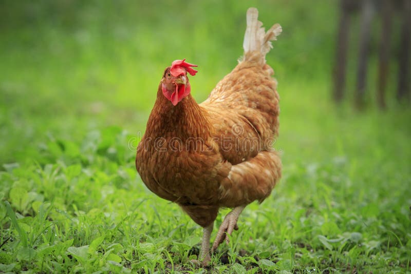 Sluit omhoog bruine kip in het groene landbouwbedrijf van het gebiedsvee