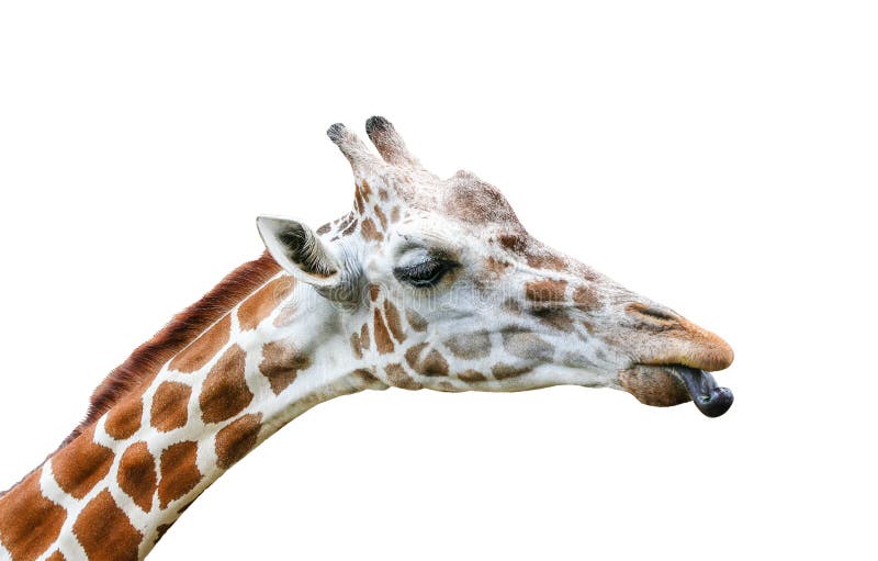 Sluit omhoog de tongen van de girafstok uit op een witte achtergrond met het knippen van weg royalty-vrije stock fotografie Sluit omhoog de tongen van de girafstok uit op een witte achtergrond met het knippen van weg royalty-vrije stock fotografie