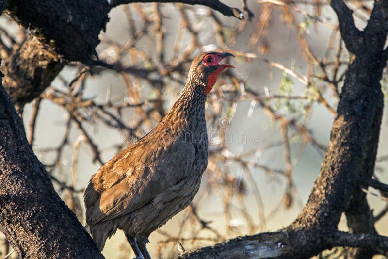 Sluit omhoog de Vogel van Swainsons Francolin in Boom wordt neergestreken die royalty-vrije stock foto's Sluit omhoog de Vogel van Swainsons Francolin in Boom wordt neergestreken die royalty-vrije stock foto's