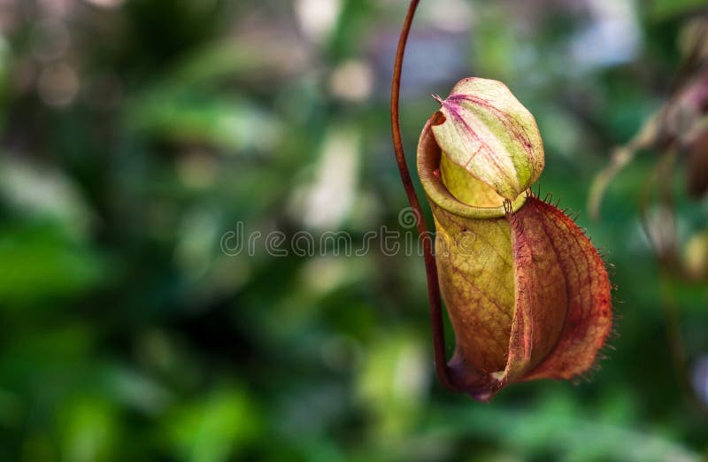 Sluit omhoog een kleine Nepenthes in tropisch bos royalty-vrije stock foto's Sluit omhoog een kleine Nepenthes in tropisch bos royalty-vrije stock foto's