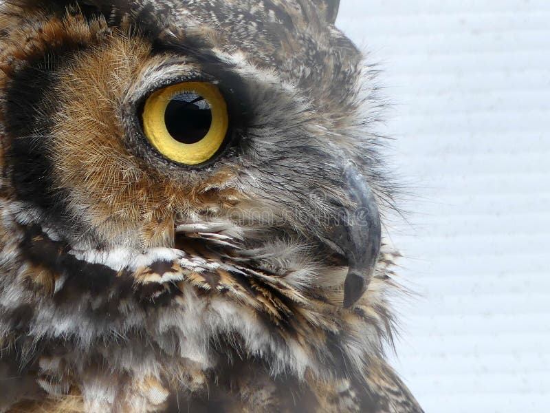 Sluit omhoog een Owl in Profiel royalty-vrije stock afbeelding Sluit omhoog een Owl in Profiel royalty-vrije stock afbeelding