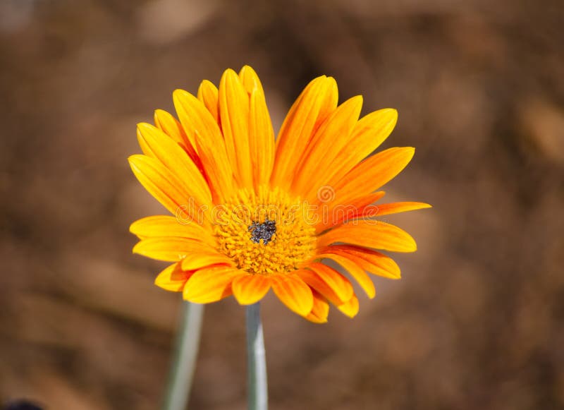 Sluit omhoog enige Mooie Oranje madeliefjebloem in een lentetijd bij een botanische tuin stock afbeelding Sluit omhoog enige Mooie Oranje madeliefjebloem in een lentetijd bij een botanische tuin stock afbeelding
