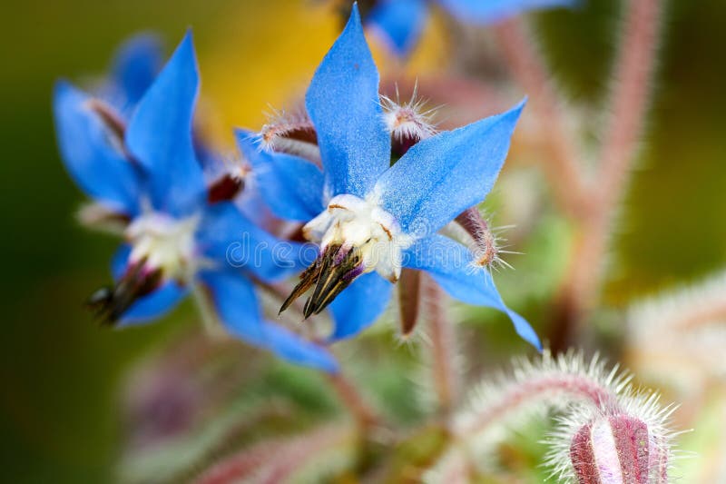 Sluit omhoog foto van wilde borage, Borago-officinalis, bloemen op een de lentegebied royalty-vrije stock foto's Sluit omhoog foto van wilde borage, Borago-officinalis, bloemen op een de lentegebied royalty-vrije stock foto's