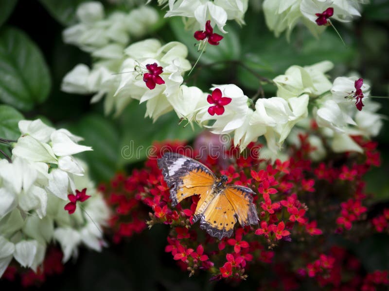 Sluit omhoog gebroken chrysippuschrysippus van Tiger Danaus van de vleugel oranje vlinder Duidelijke op rode bloem met groene tui royalty-vrije stock fotografie Sluit omhoog gebroken chrysippuschrysippus van Tiger Danaus van de vleugel oranje vlinder Duidelijke op rode bloem met groene tui royalty-vrije stock fotografie