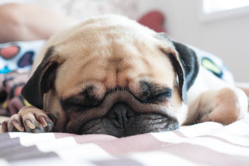 Sluit omhoog gezicht van de Leuke pug slaap van de puppyhond op bed stock foto Sluit omhoog gezicht van de Leuke pug slaap van de puppyhond op bed stock foto