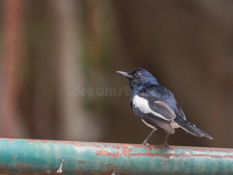Sluit omhoog het Oosterse mannetje van eksterrobin neerstrijkend op groene geroeste staalbar royalty-vrije stock afbeelding Sluit omhoog het Oosterse mannetje van eksterrobin neerstrijkend op groene geroeste staalbar royalty-vrije stock afbeelding
