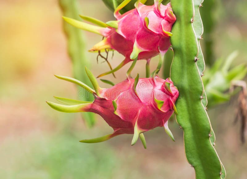 Sluit omhoog het roze van van draakvruchten of pitaya of pitahaya fruit hangen op boom stock foto Sluit omhoog het roze van van draakvruchten of pitaya of pitahaya fruit hangen op boom stock foto