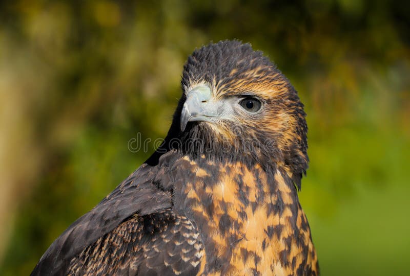 Sluit omhoog hoofd en schouders van Grey Buzzard Eagle stock foto Sluit omhoog hoofd en schouders van Grey Buzzard Eagle stock foto