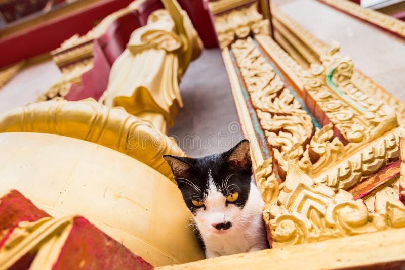 Sluit omhoog kat in de tempel Phuket thailand stock foto Sluit omhoog kat in de tempel Phuket thailand stock foto