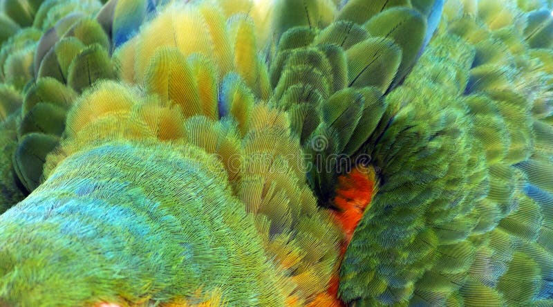 Sluit omhoog Kleurrijk van Catalina Macaw Hybrid tussen Scharlaken Ara en Blauwe en Gele Aravogelveren met rode gele ora royalty-vrije stock fotografie Sluit omhoog Kleurrijk van Catalina Macaw Hybrid tussen Scharlaken Ara en Blauwe en Gele Aravogelveren met rode gele ora royalty-vrije stock fotografie