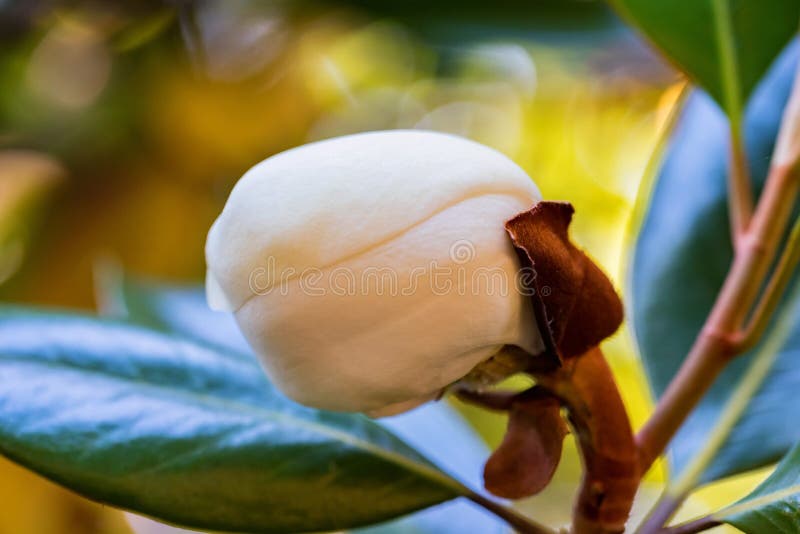 Sluit omhoog knop van mooie witte magnoliabloem op een boom met groene bladeren royalty-vrije stock afbeeldingen Sluit omhoog knop van mooie witte magnoliabloem op een boom met groene bladeren royalty-vrije stock afbeeldingen