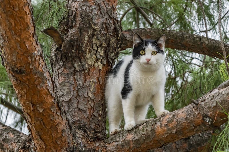 Sluit omhoog leuke vriendenkatten royalty-vrije stock foto Sluit omhoog leuke vriendenkatten royalty-vrije stock foto