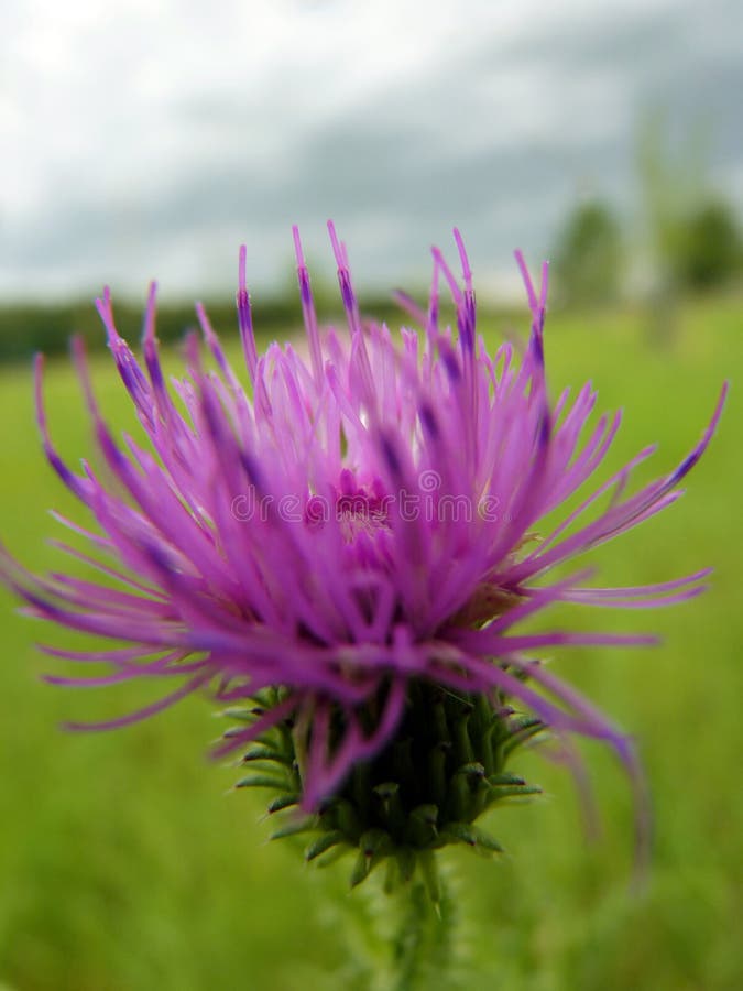 Sluit omhoog Macrodetail van Purpere Distel royalty-vrije stock fotografie Sluit omhoog Macrodetail van Purpere Distel royalty-vrije stock fotografie
