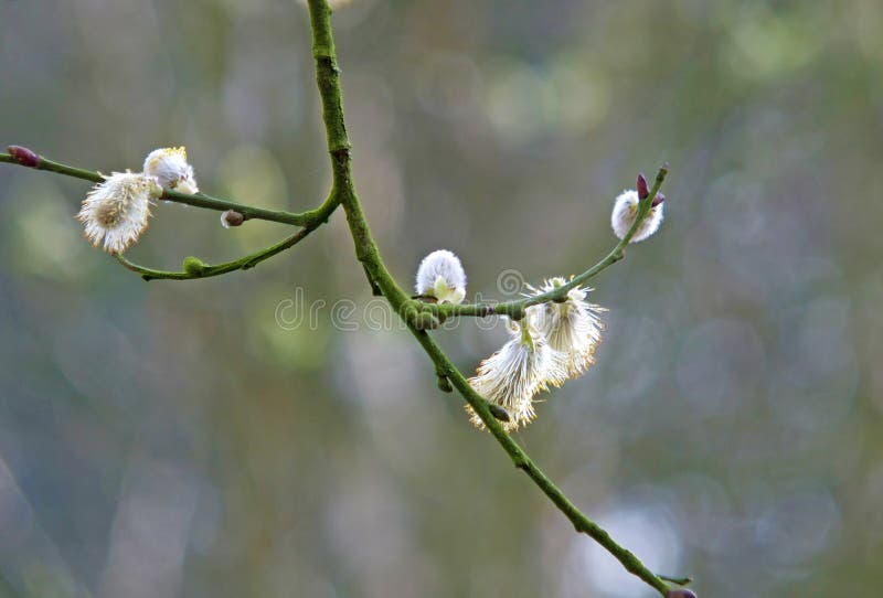 Sluit omhoog mannelijke katjes van caprea van de geitwilg salix op een tak tegen een vage bosachtergrond royalty-vrije stock afbeeldingen Sluit omhoog mannelijke katjes van caprea van de geitwilg salix op een tak tegen een vage bosachtergrond royalty-vrije stock afbeeldingen