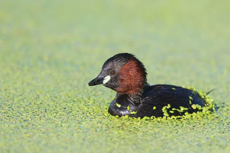 Sluit omhoog mening over een kleine fuut in de vlotters van het het fokkengevederte in groene waterplanten stock foto's Sluit omhoog mening over een kleine fuut in de vlotters van het het fokkengevederte in groene waterplanten stock foto's