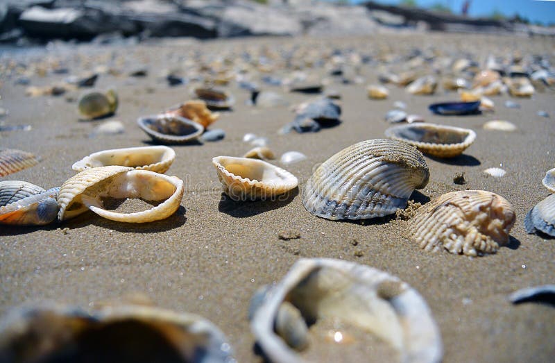 Sluit omhoog mening over zeeschelpen op het strand in het zand in zonnige dag stock foto Sluit omhoog mening over zeeschelpen op het strand in het zand in zonnige dag stock foto
