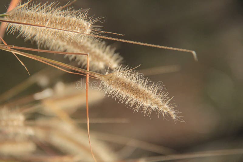 Sluit omhoog mening van Geel vossestaartgras, Setaria pumila of Chaetochloa lutescens royalty-vrije stock foto's Sluit omhoog mening van Geel vossestaartgras, Setaria pumila of Chaetochloa lutescens royalty-vrije stock foto's