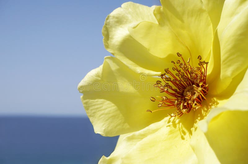 Sluit omhoog mening van gele roze bloem, met blauwe overzees als achtergrond en hemel stock foto Sluit omhoog mening van gele roze bloem, met blauwe overzees als achtergrond en hemel stock foto