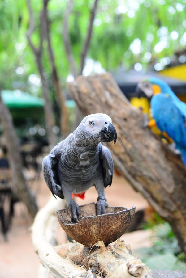 Sluit omhoog mening van Kleurrijke de Aravogel van Amazonië stock afbeelding Sluit omhoog mening van Kleurrijke de Aravogel van Amazonië stock afbeelding