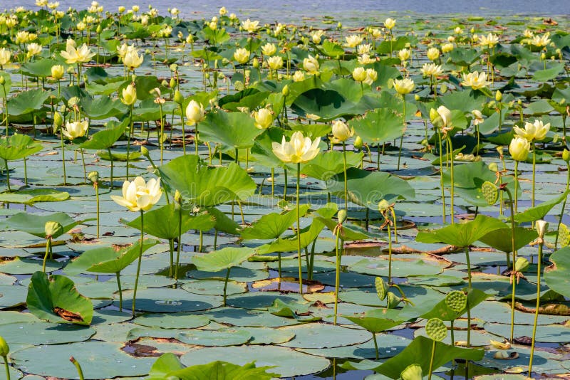 Sluit omhoog mening van waterlelie op Carter Lake Iowa royalty-vrije stock afbeelding Sluit omhoog mening van waterlelie op Carter Lake Iowa royalty-vrije stock afbeelding