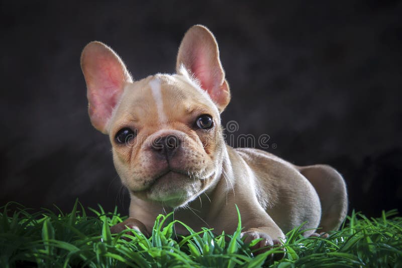 Sluit omhoog mooi gezicht die van Franse stierenhond op groene grasflo liggen royalty-vrije stock afbeeldingen Sluit omhoog mooi gezicht die van Franse stierenhond op groene grasflo liggen royalty-vrije stock afbeeldingen