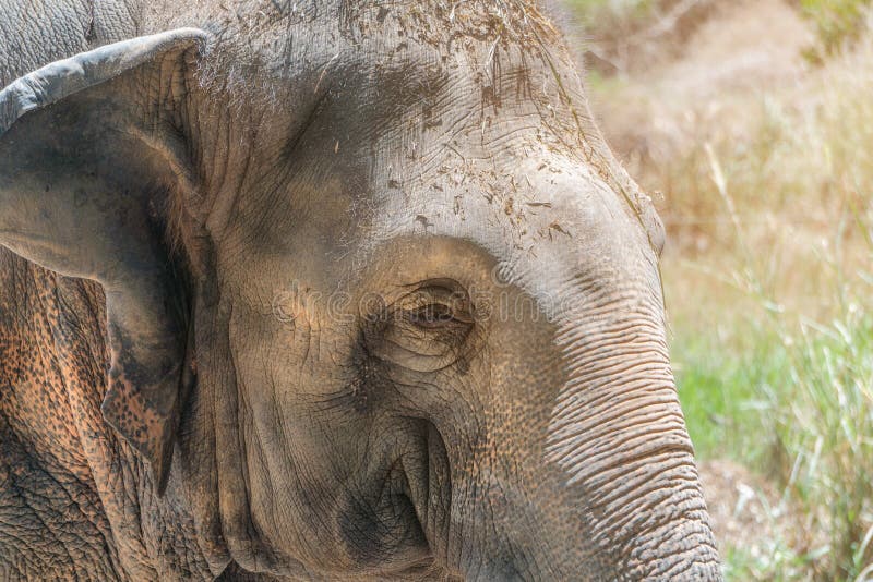 Sluit omhoog mooie jonge vrouwelijke Aziatische olifant die en in de ochtendzon zonnebaden ontspannen Het enige Aziatische portre stock afbeeldingen Sluit omhoog mooie jonge vrouwelijke Aziatische olifant die en in de ochtendzon zonnebaden ontspannen Het enige Aziatische portre stock afbeeldingen