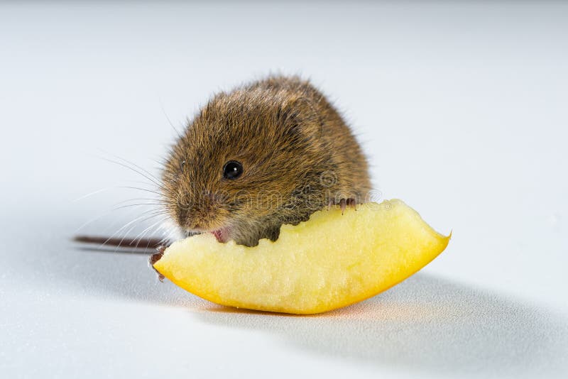 Sluit omhoog op bruine veldmuis etend een stuk van appel stock fotografie Sluit omhoog op bruine veldmuis etend een stuk van appel stock fotografie