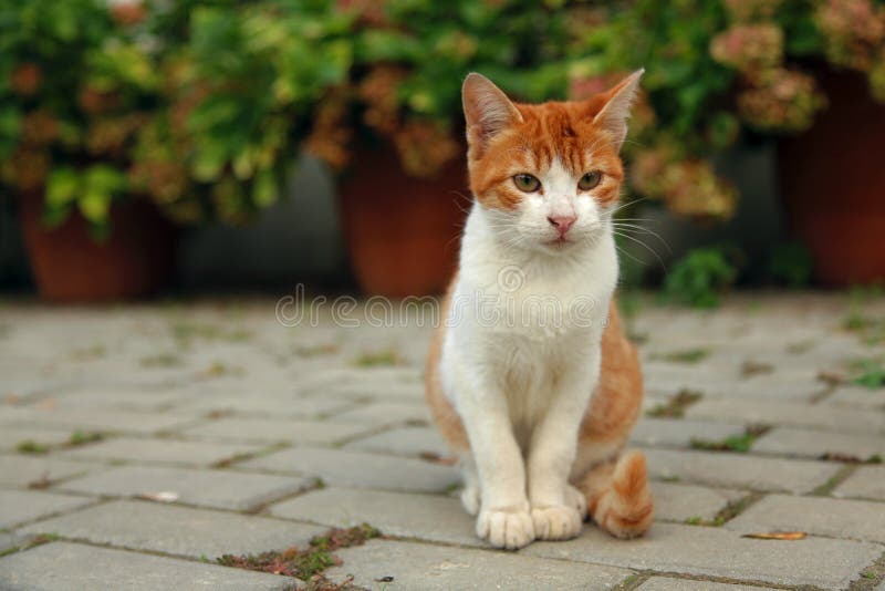 Sluit omhoog portret van rood katje royalty-vrije stock foto's