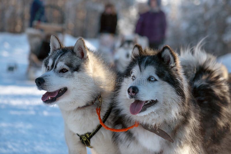 Sluit omhoog Portret van Siberische schor honden stock fotografie Sluit omhoog Portret van Siberische schor honden stock fotografie