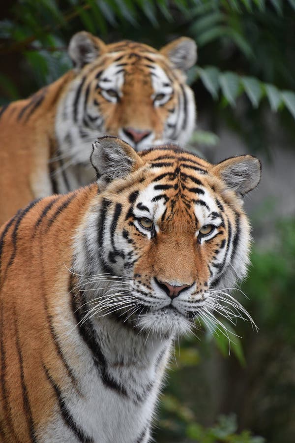 Sluit omhoog portret van twee Amur-tijgers stock foto Sluit omhoog portret van twee Amur-tijgers stock foto