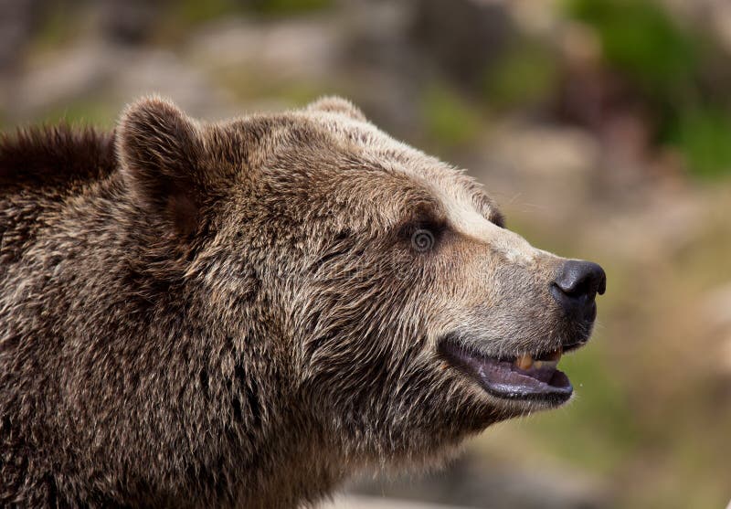 Sluit omhoog portret van volwassen bruin dragen Het portret van Kamchatka draagt Ursus-arctosberingianus royalty-vrije stock foto Sluit omhoog portret van volwassen bruin dragen Het portret van Kamchatka draagt Ursus-arctosberingianus royalty-vrije stock foto