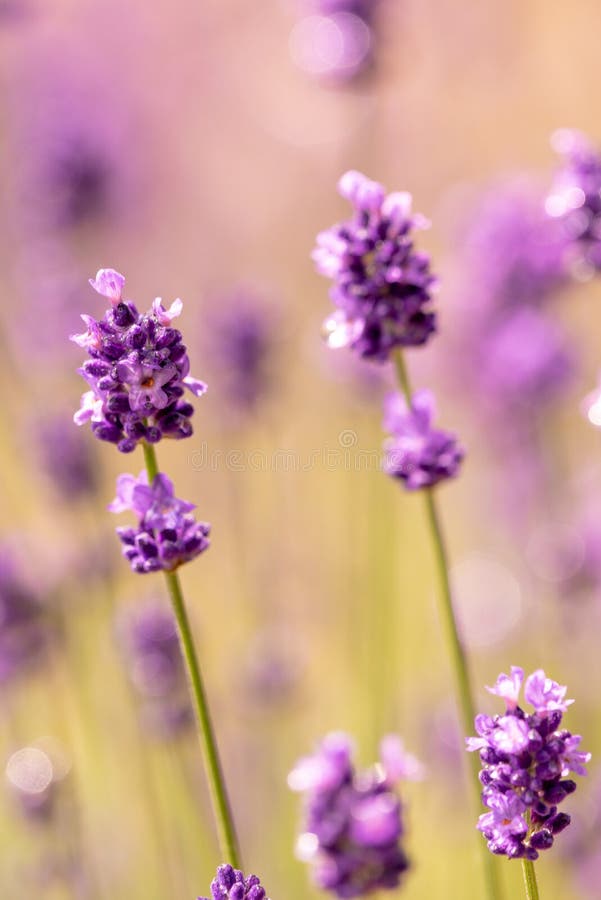 Sluit omhoog purpere lavendelbloemen met zachte nadrukachtergrond stock foto Sluit omhoog purpere lavendelbloemen met zachte nadrukachtergrond stock foto