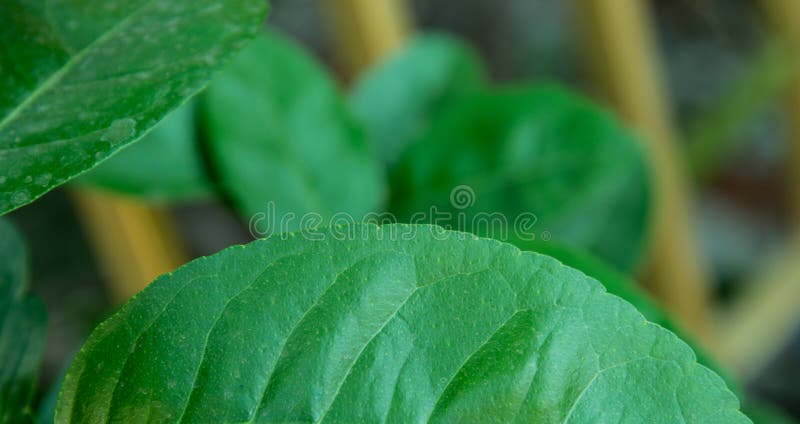 Sluit omhoog Thaise groene bladcitroen stock foto Sluit omhoog Thaise groene bladcitroen stock foto