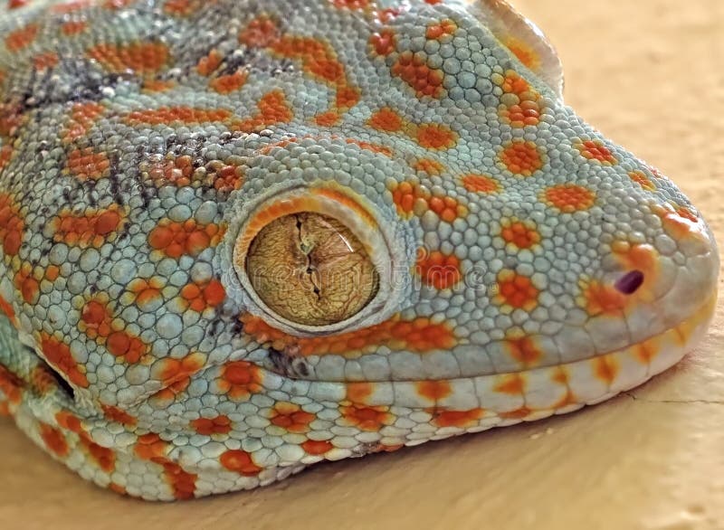 Sluit omhoog Tokay-Gekko is op de Muur royalty-vrije stock afbeeldingen Sluit omhoog Tokay-Gekko is op de Muur royalty-vrije stock afbeeldingen