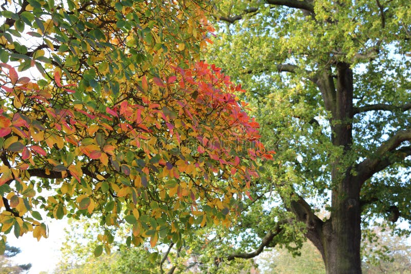 Sluit omhoog van aardige de herfst kleurrijke bladeren, majestueuze eiken boom stock foto Sluit omhoog van aardige de herfst kleurrijke bladeren, majestueuze eiken boom stock foto