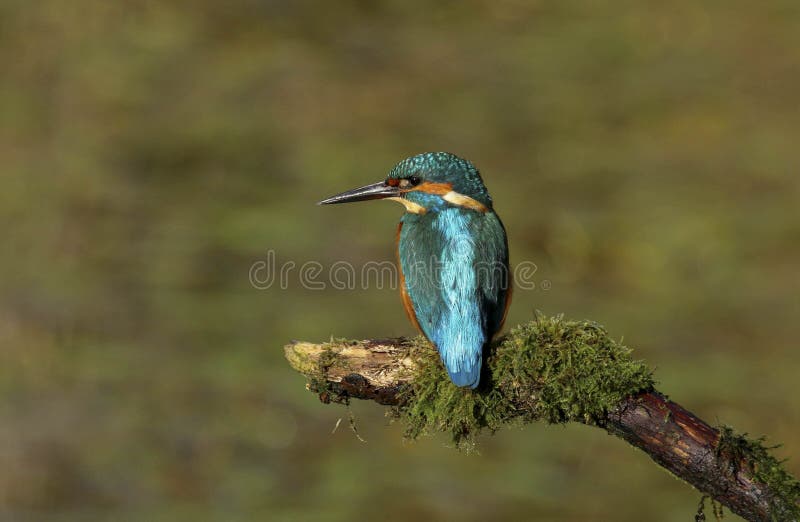 Sluit omhoog van atths van een Volwassen mannelijke ijsvogelalcedo stock fotografie Sluit omhoog van atths van een Volwassen mannelijke ijsvogelalcedo stock fotografie