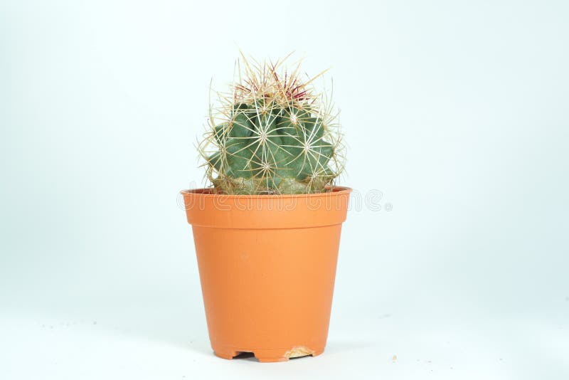 Sluit omhoog van bol gevormde cactus stock fotografie Sluit omhoog van bol gevormde cactus stock fotografie